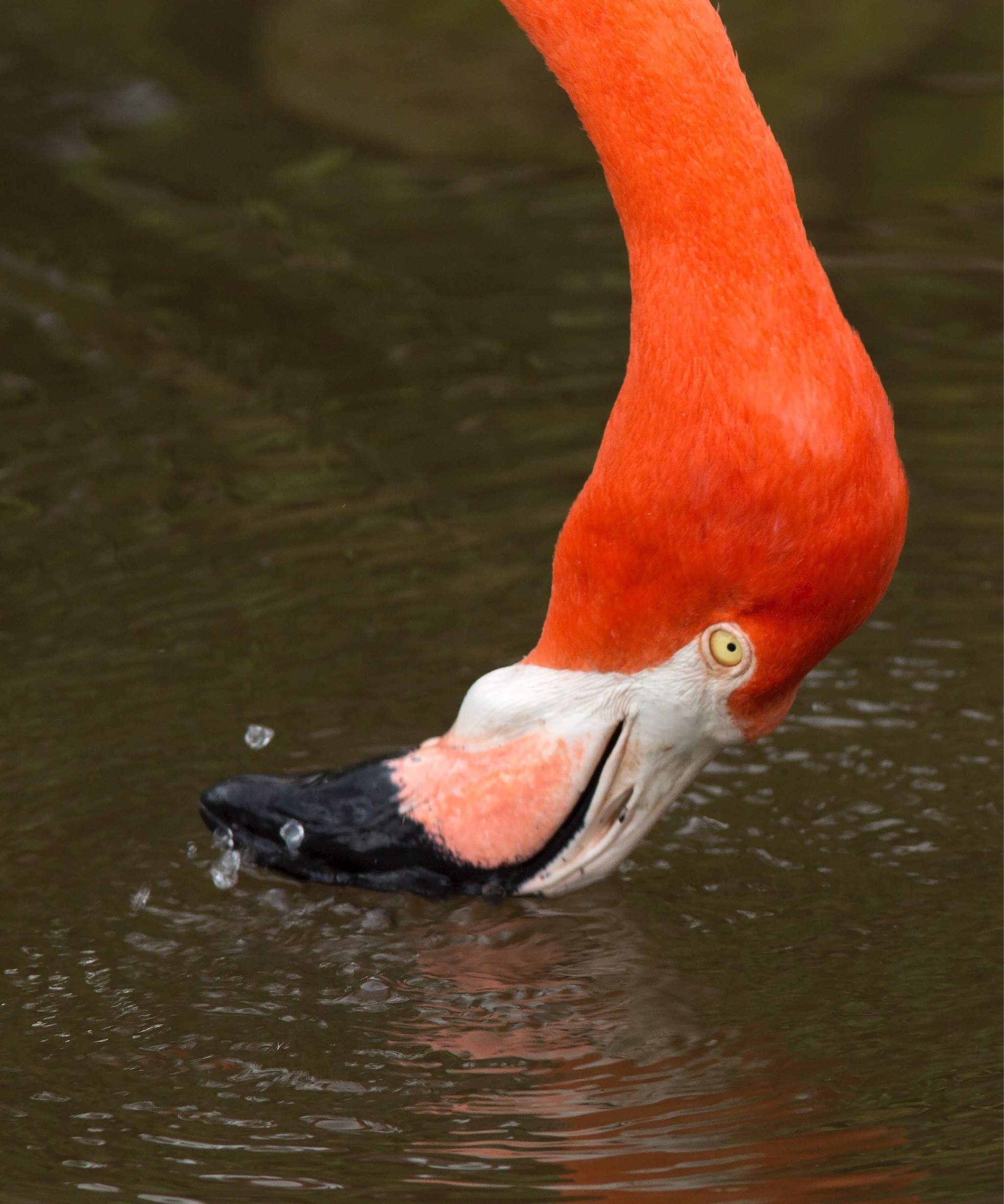 024 Flamingo upside down.jpg