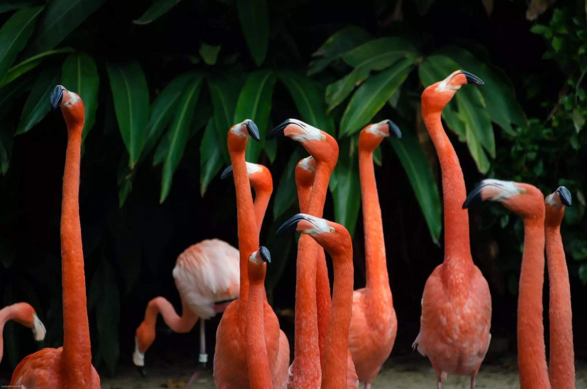 024 Flamingo mating.jpg
