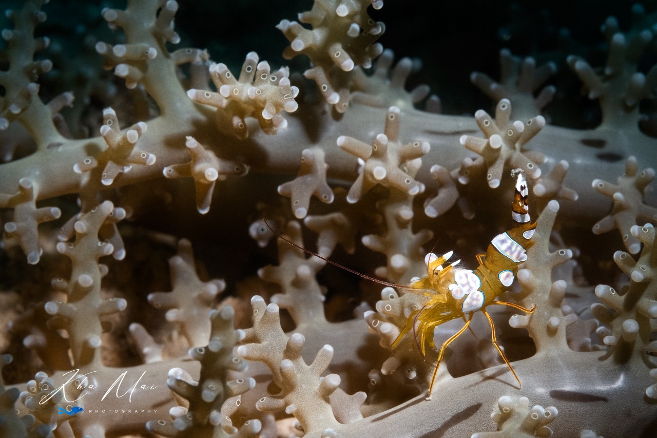 tinhte_khamai_underwater_photography_19.jpg