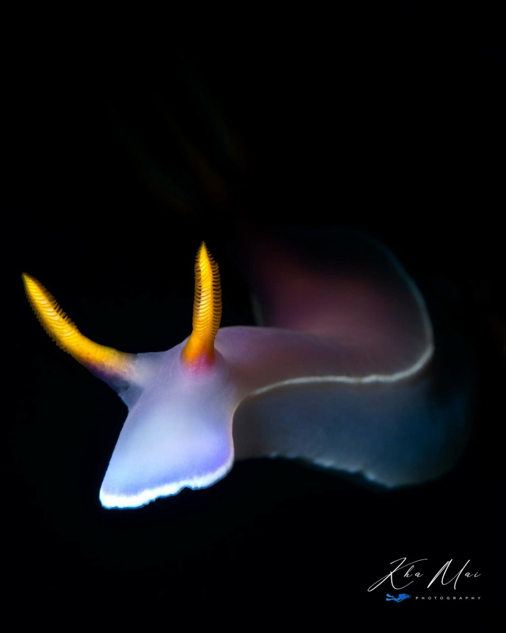 tinhte_khamai_underwater_photography_1.jpg