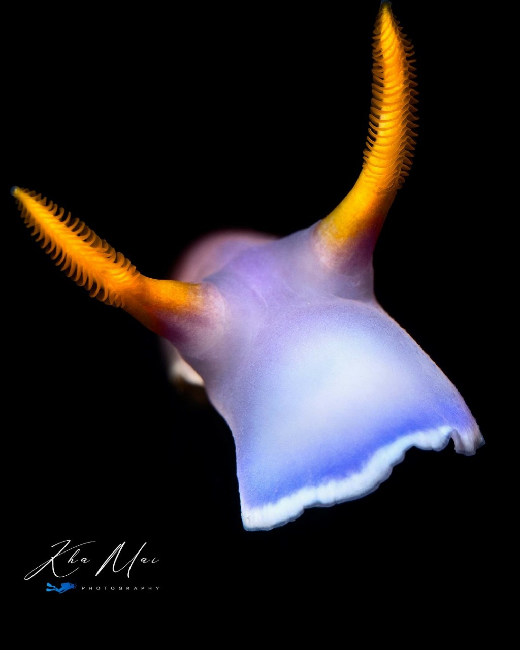 tinhte_khamai_underwater_photography_18.jpg