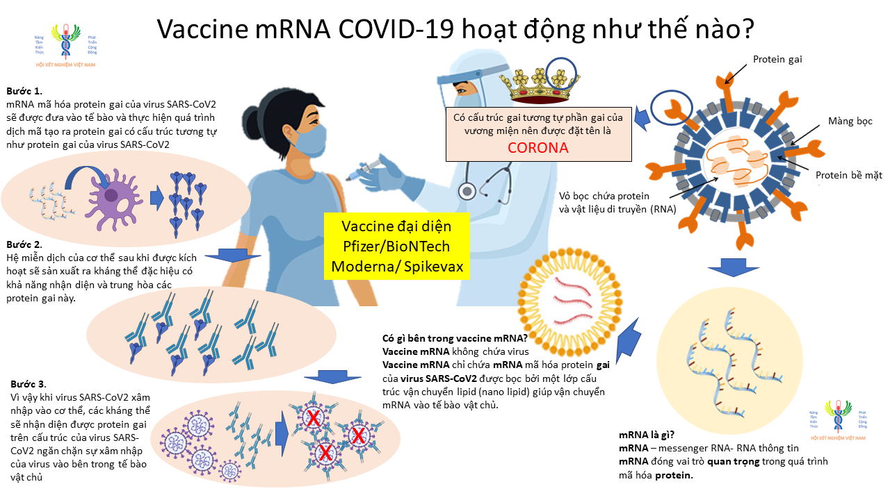 Vaccine mRNA được tạo ra và hoạt động thế nào?