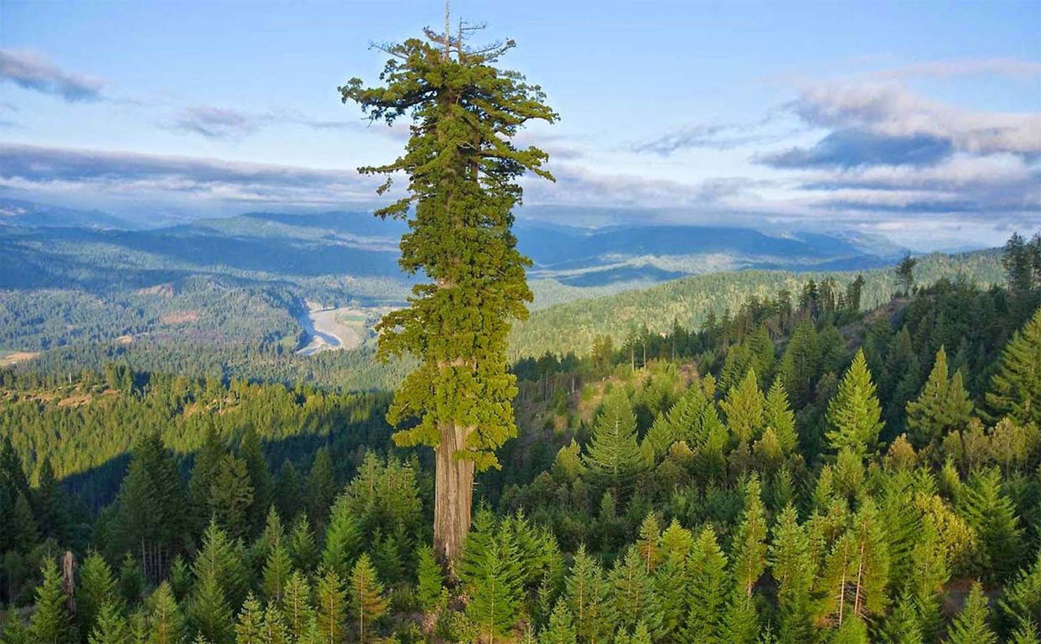 Đây là cái cây cao nhất thế giới!