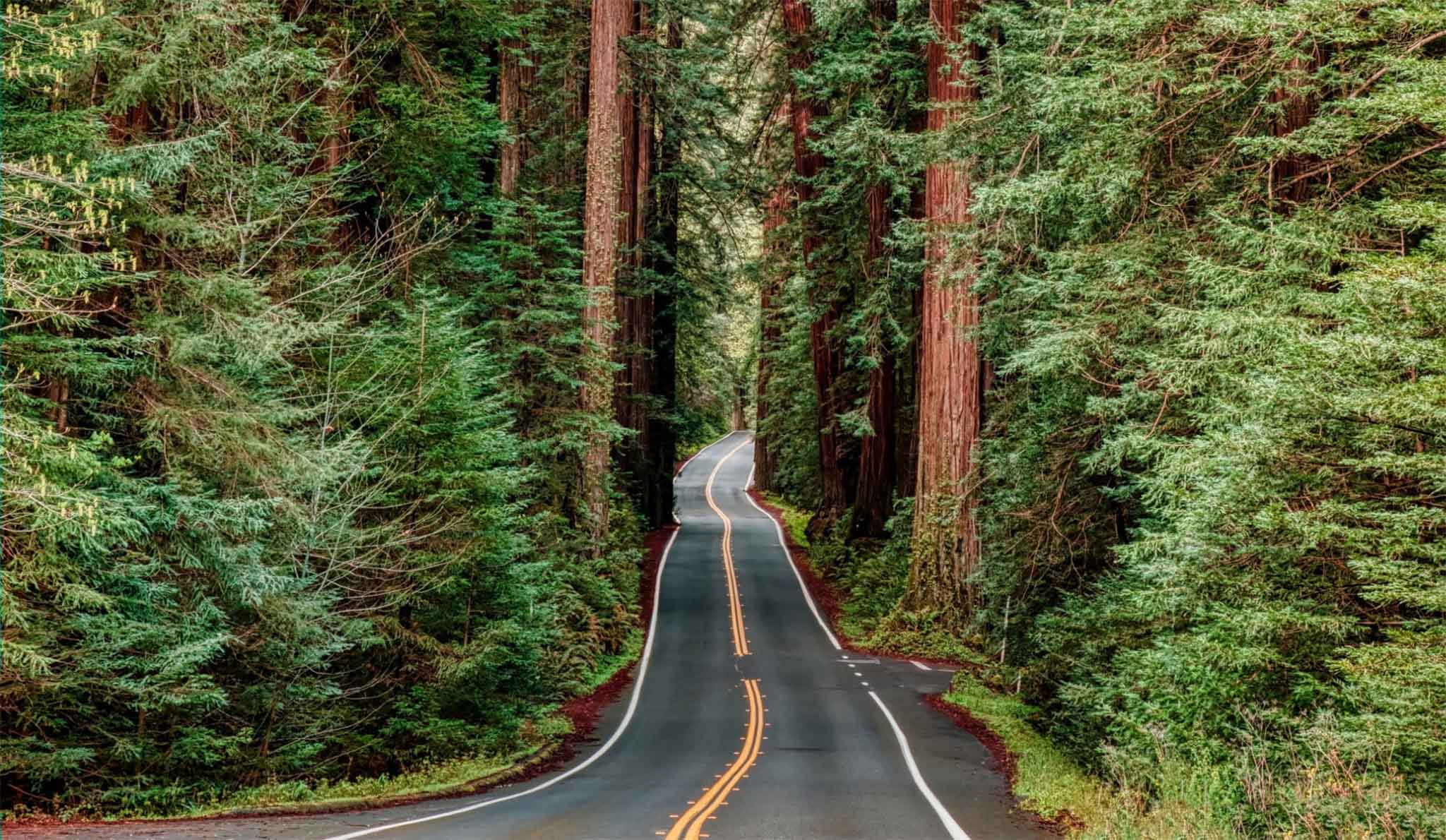 042 Redwood National Park.jpg