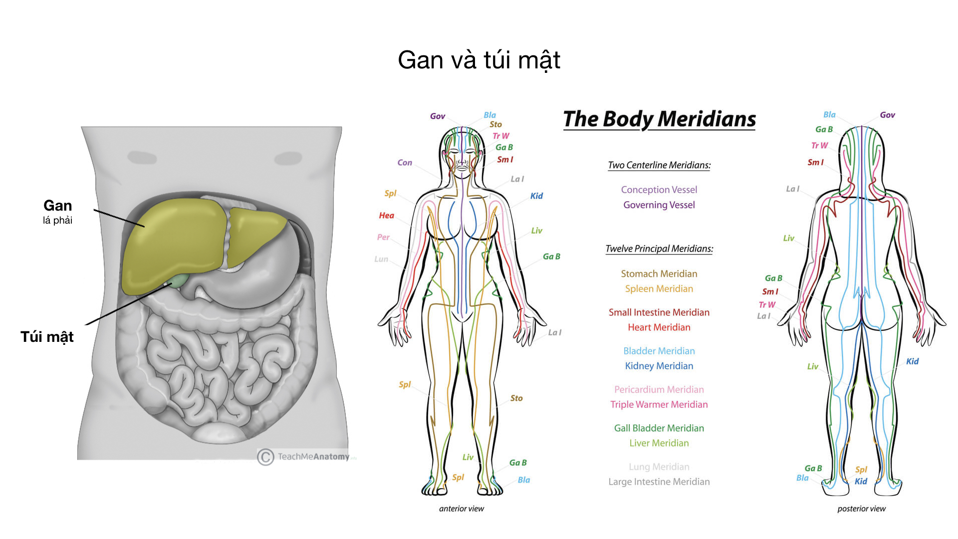 [little.Goodness.for.Life] Yin yoga với sức khỏe nội tạng và kinh mạch (p3) - Gan và túi mật