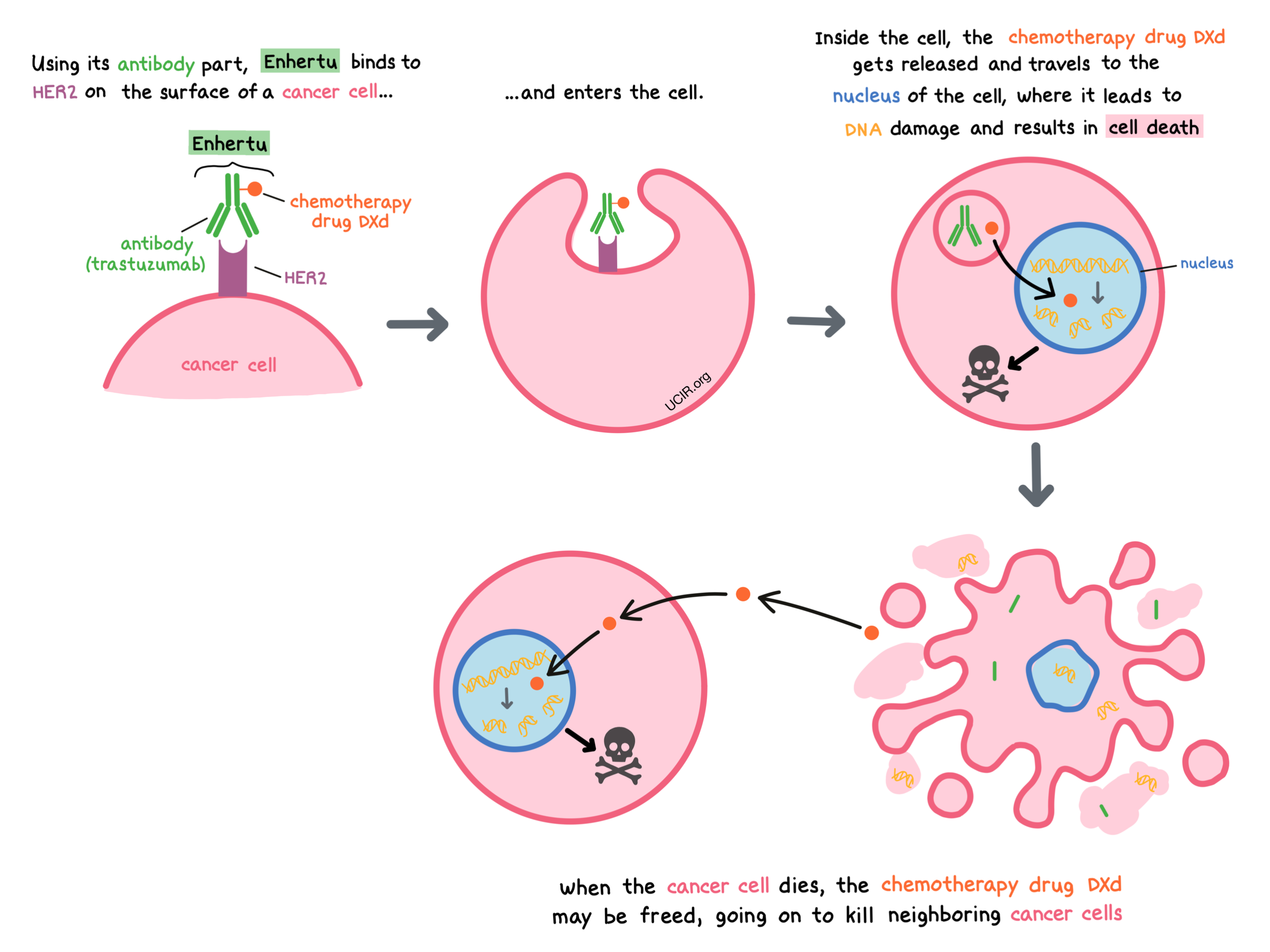 enhertumechanism.png