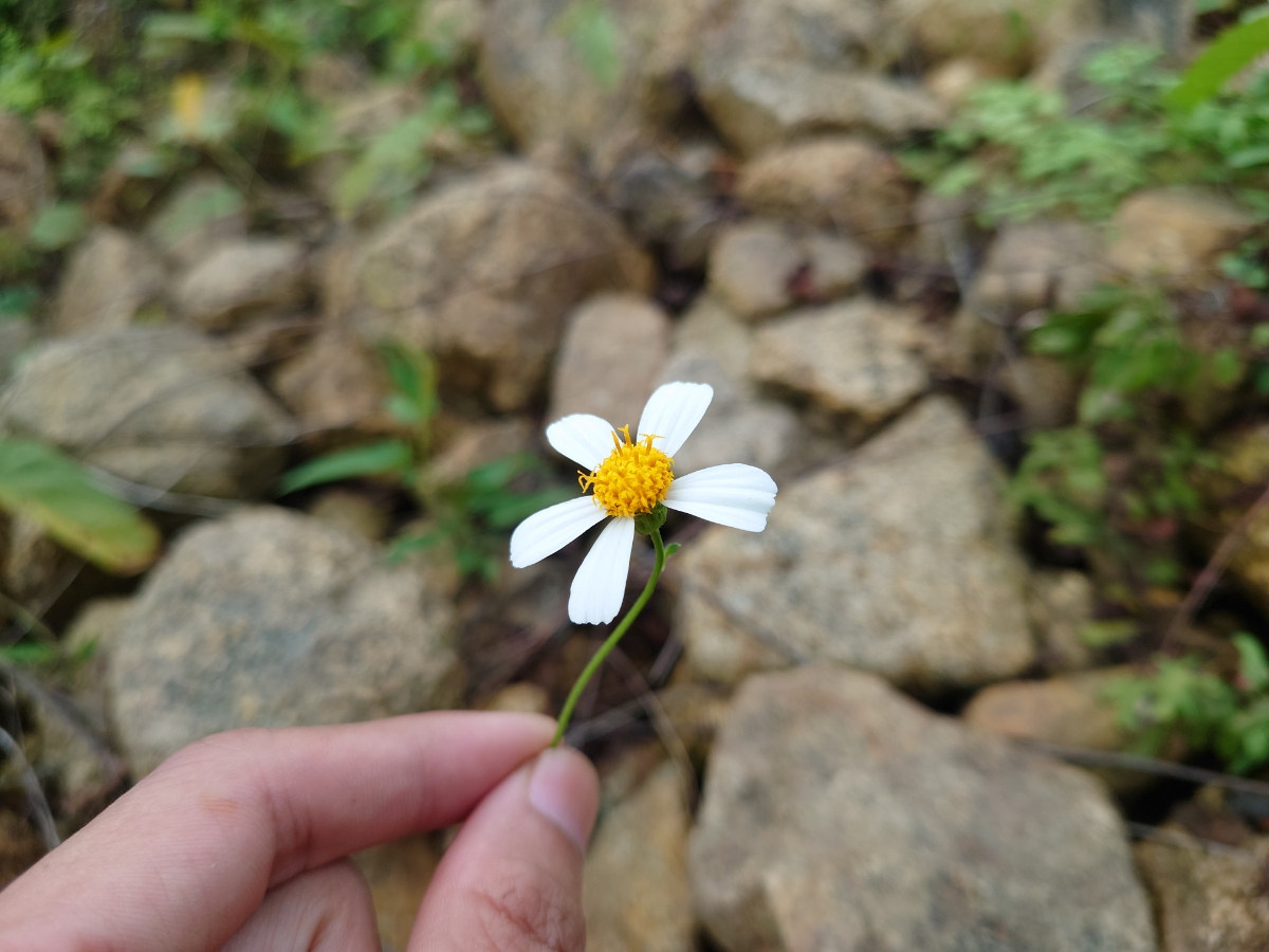 Một bông hoa ️