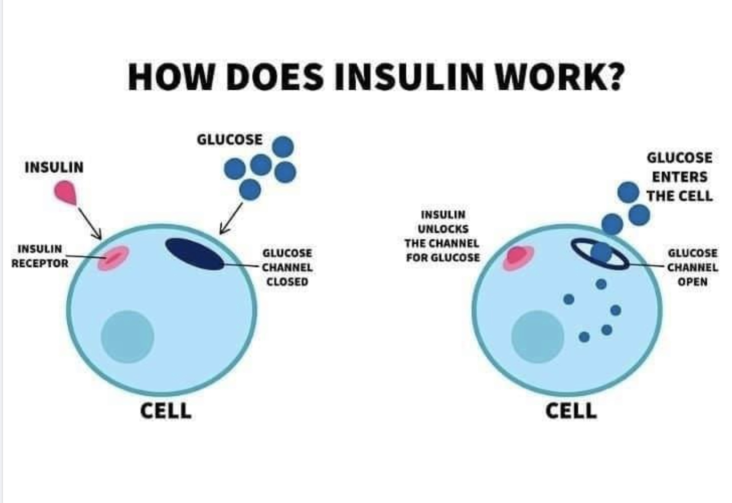 Insulin hoạt động như thế nào?