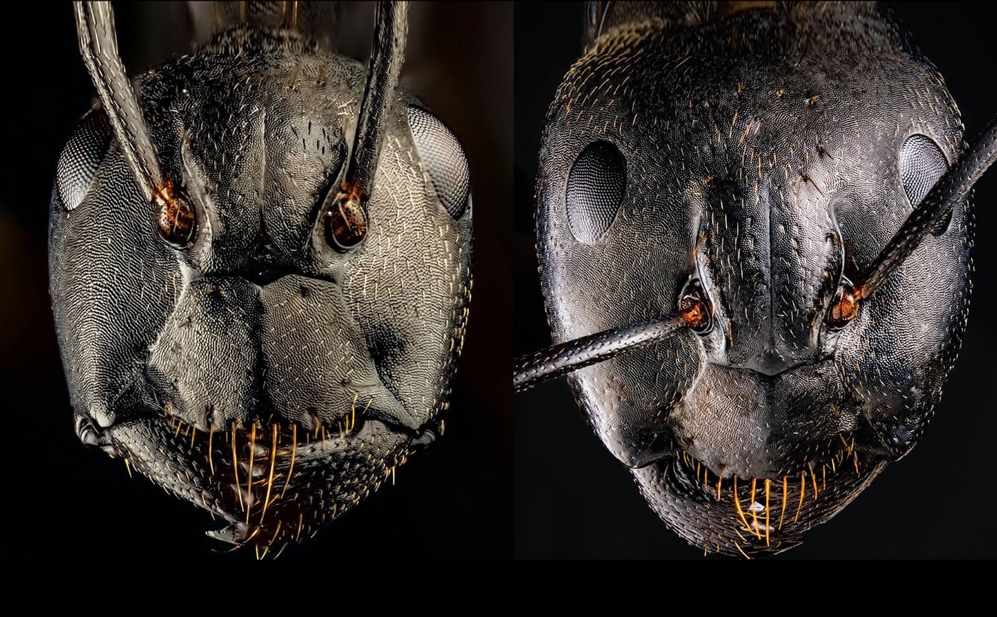 Không phải là quái vật, đây là ảnh chụp macro khuôn mặt của những chú kiến