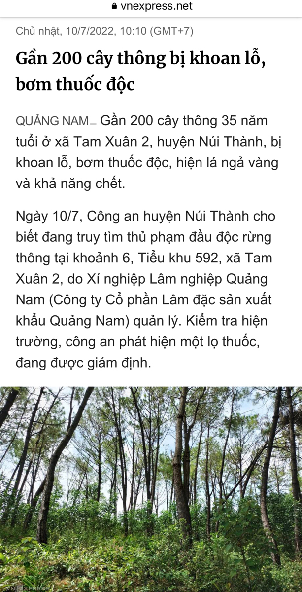 Gần 200 cây thông bị khoan lỗ, bơm thuốc độc