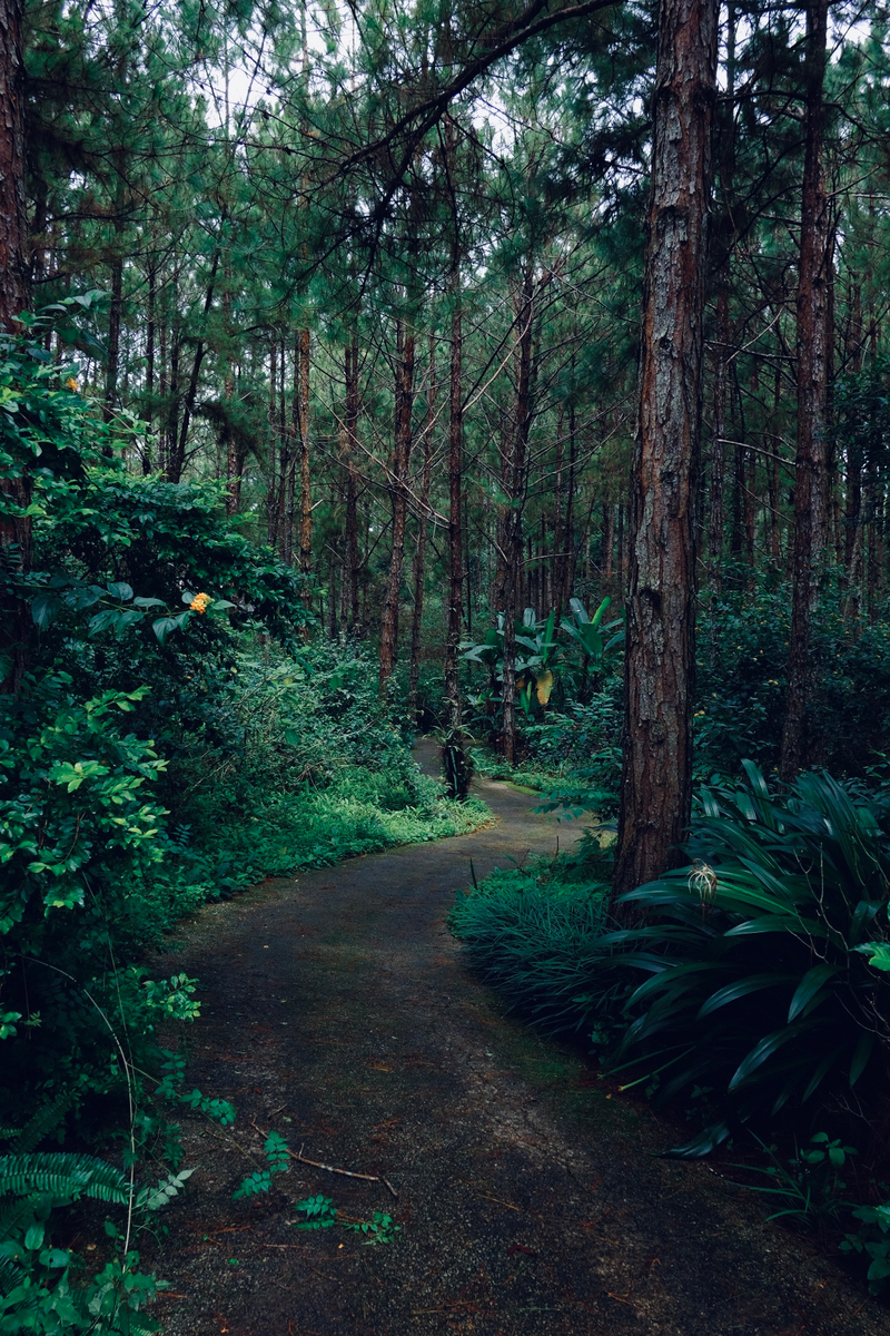 Đà Lạt sáng nay 3