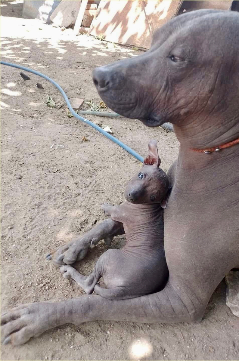 Vì đời quá bất công nên toàn thân ko có một cọng lông