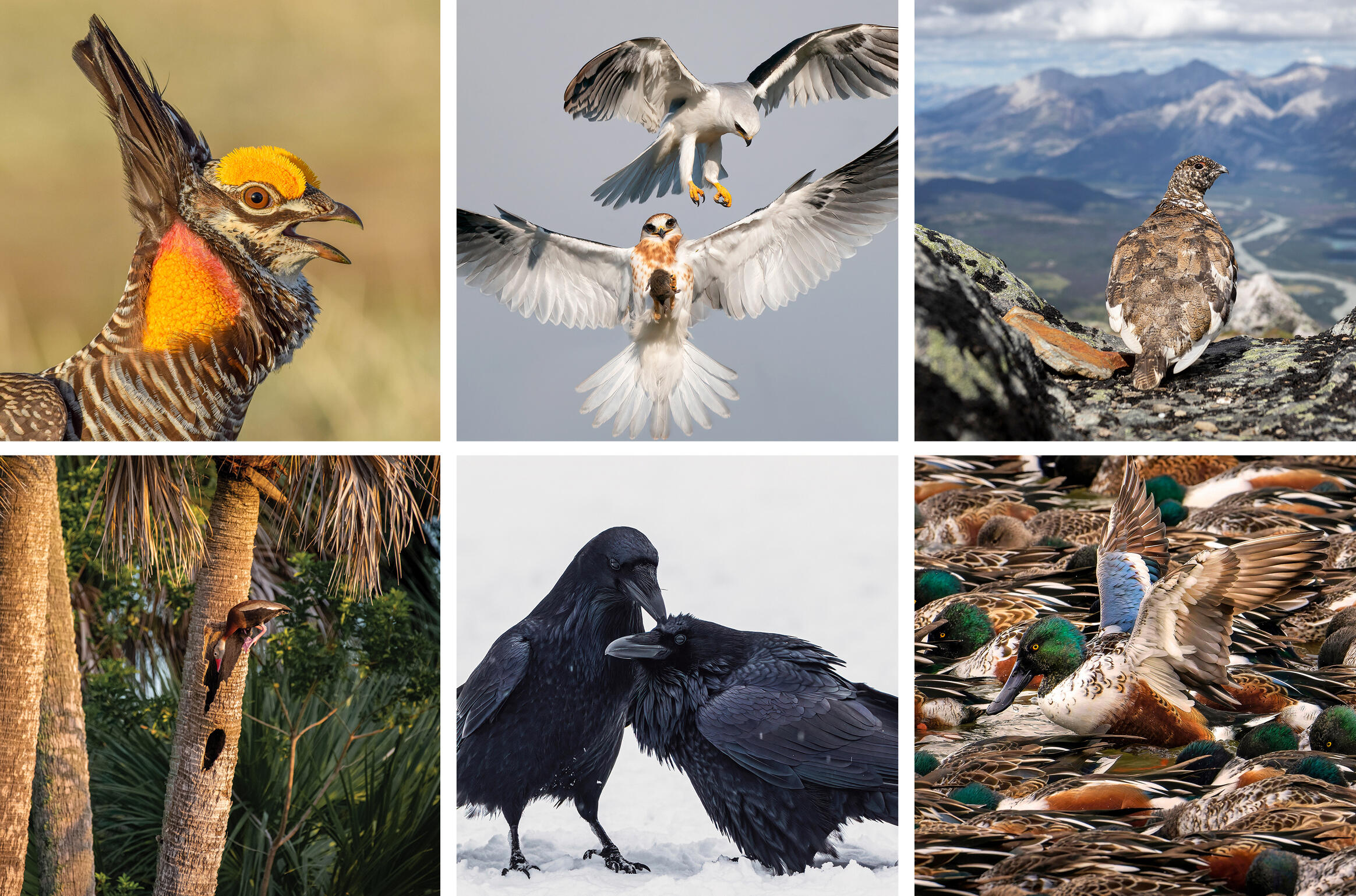 Ảnh đẹp giải thưởng nhiếp ảnh loài chim Audubon Photography Awards  2022