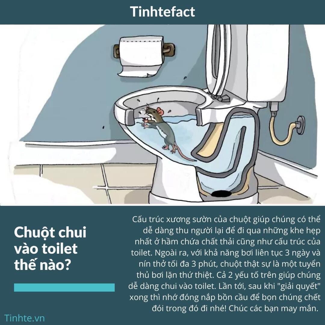 Chuột chui vô toilet như thế nào (st)