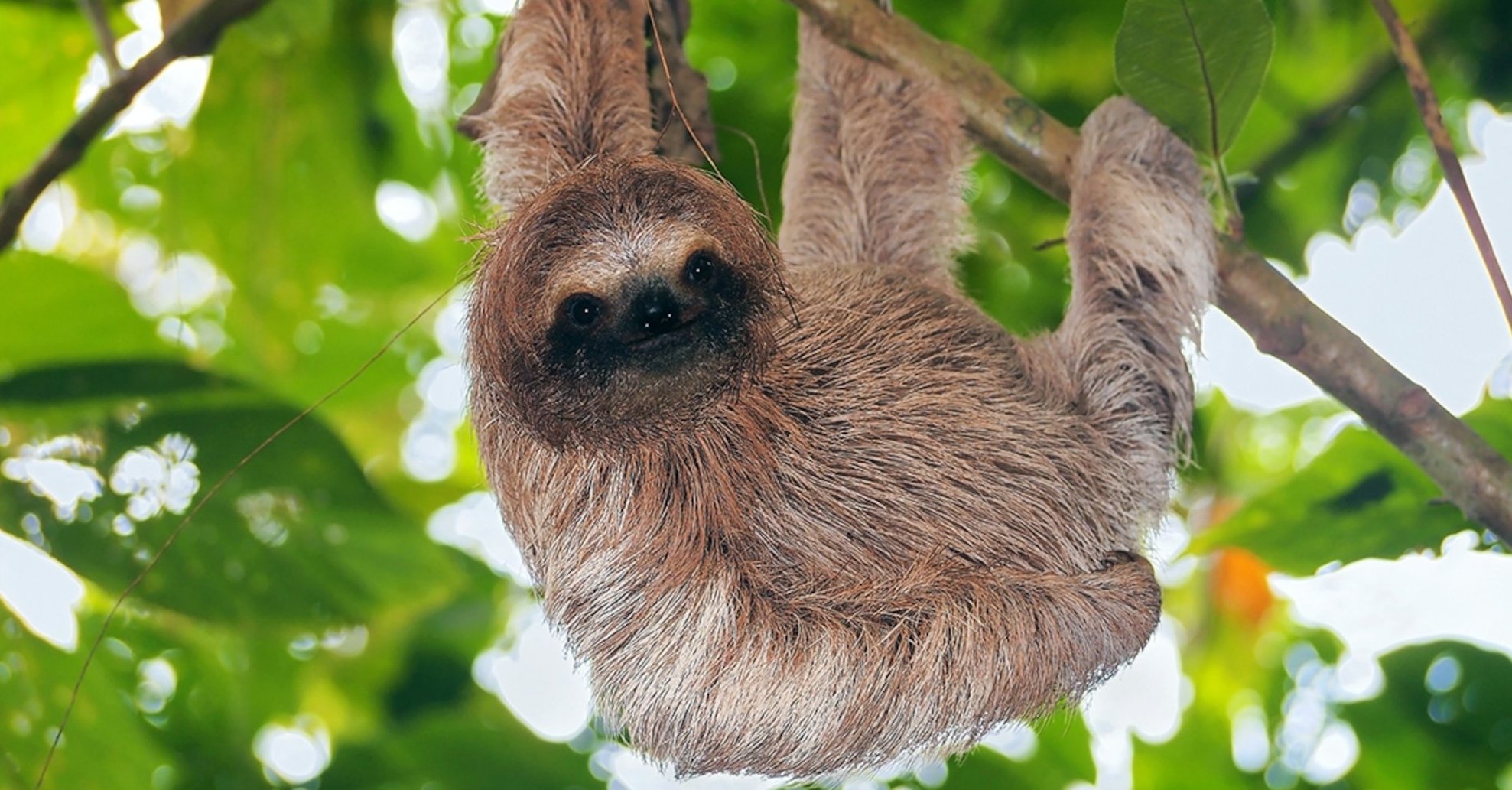 The hard life of a sloth