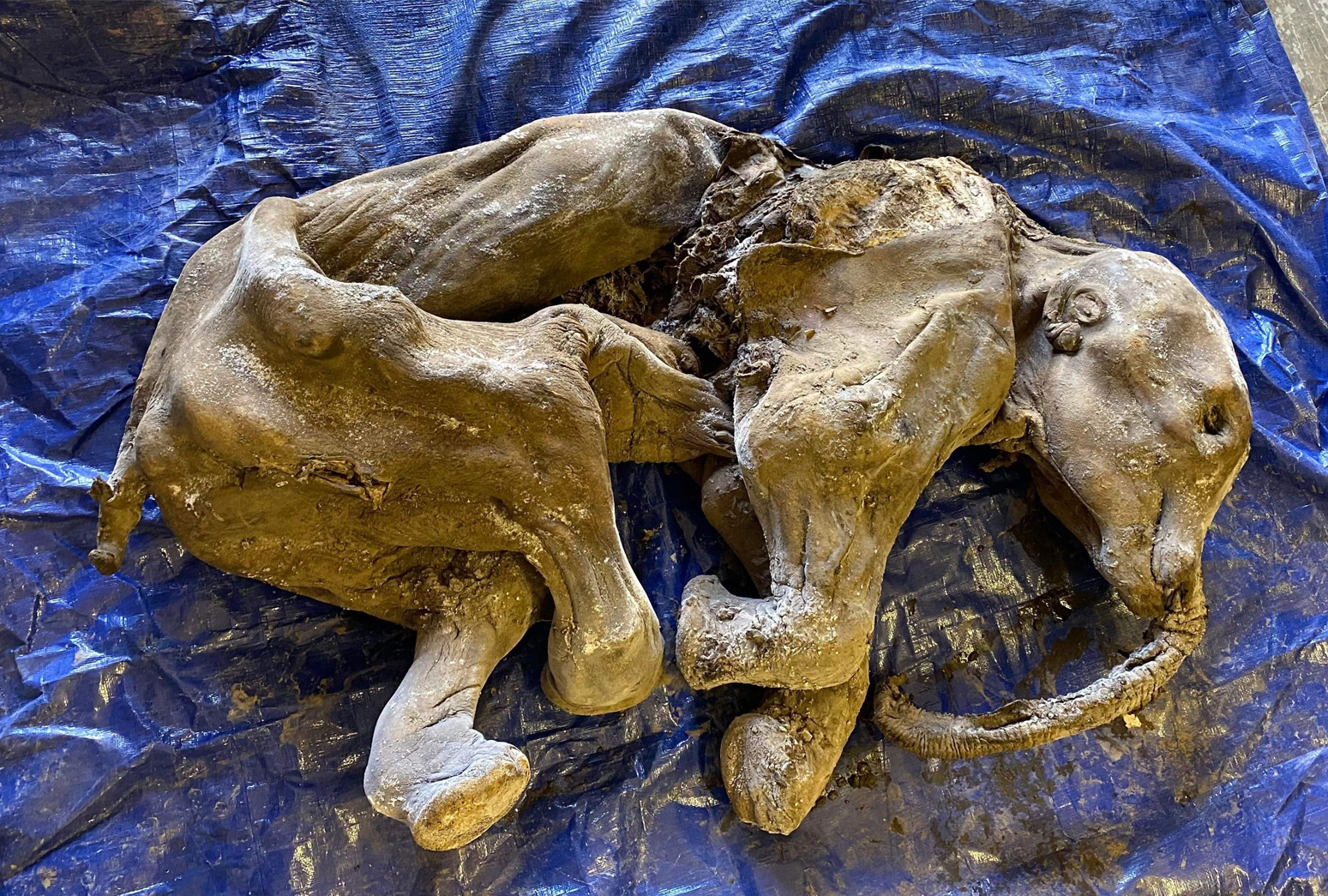 Xác voi ma mút con khoảng 35.000 năm tuổi được tìm thấy trong tình trạng gần như nguyên vẹn