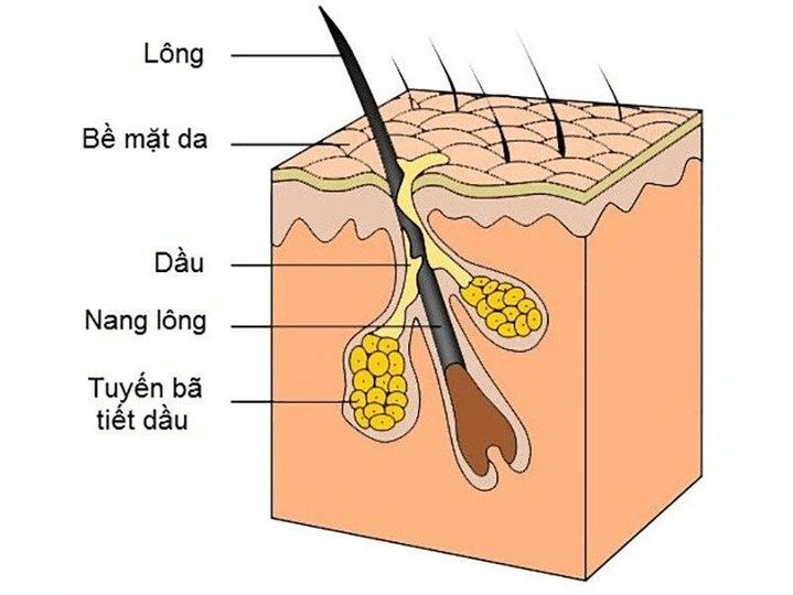 Vai trò của retinol trong điều trị mụn trứng cá