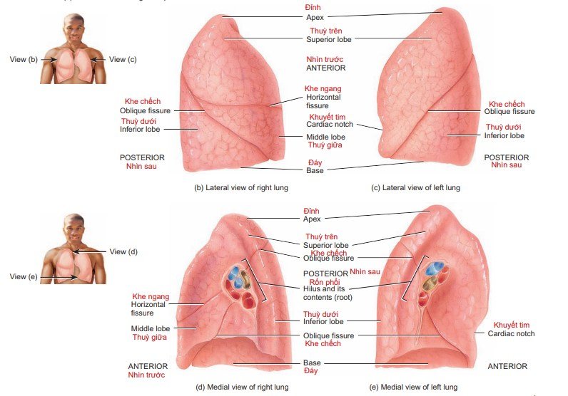 CÙNG MÌNH HỌC GIẢI PHẪU VỀ HÌNH THỂ NGOÀI CỦA PHỔI NHÉ !!