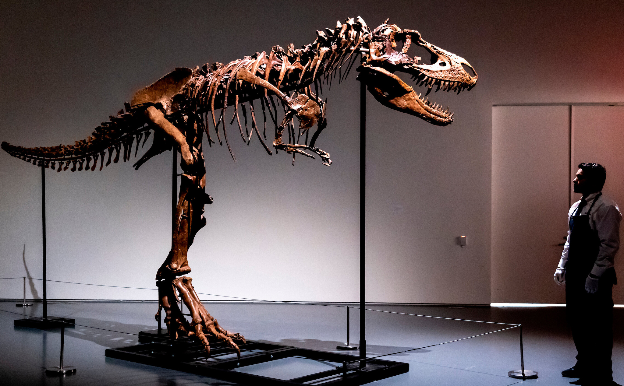 Hoá thạch hoàn chỉnh của Gorgosaurus lần đầu tiên được bán đấu giá, dự kiến thu về gần 200 tỷ đồng