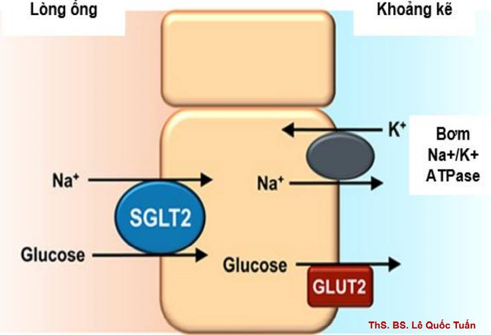 CƠ CHẾ TÁI HẤP THU GLUCOSE TẠI ỐNG LƯỢN GẦN.