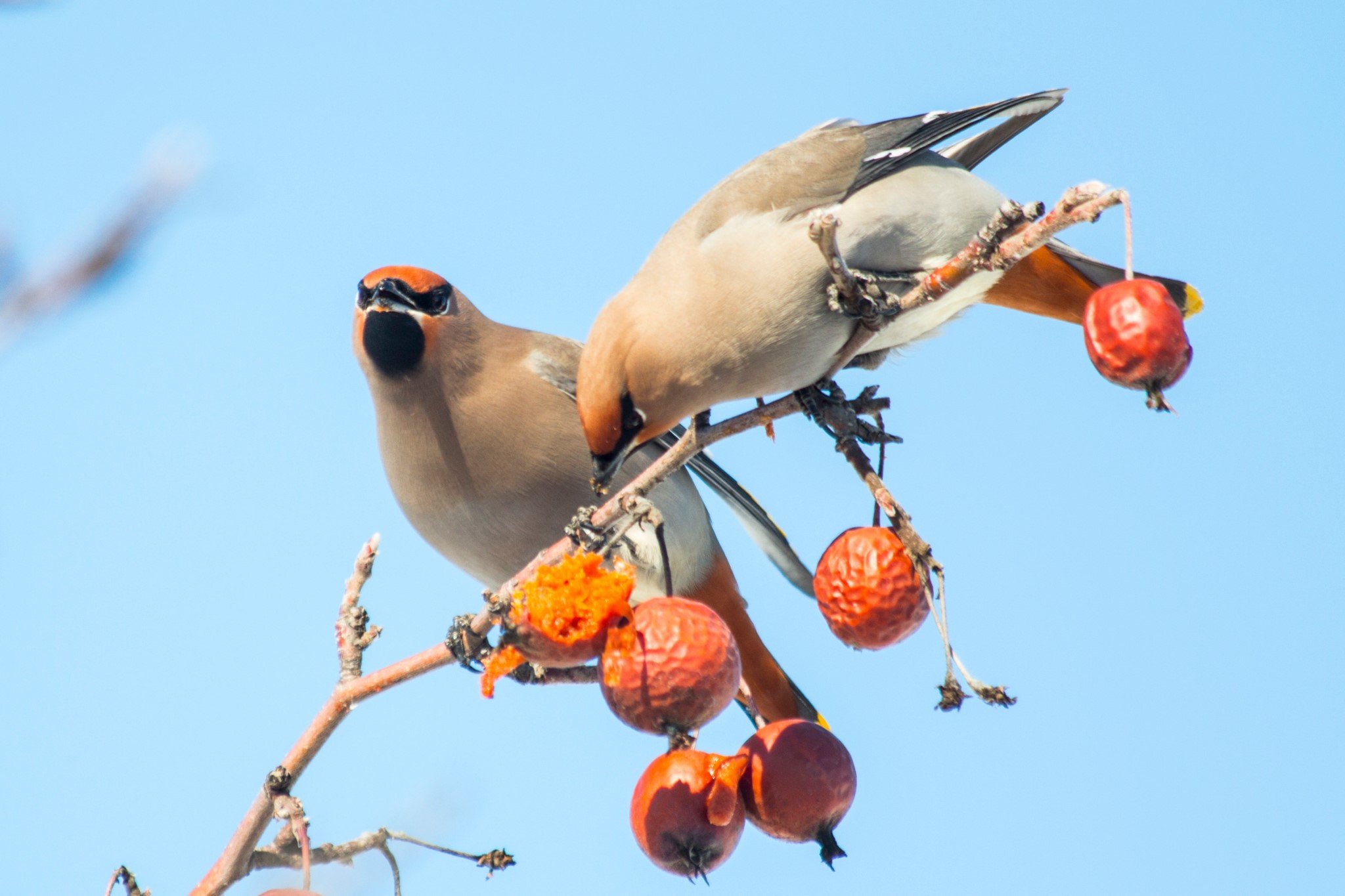 bohemian_waxwing_tinhte.jpg