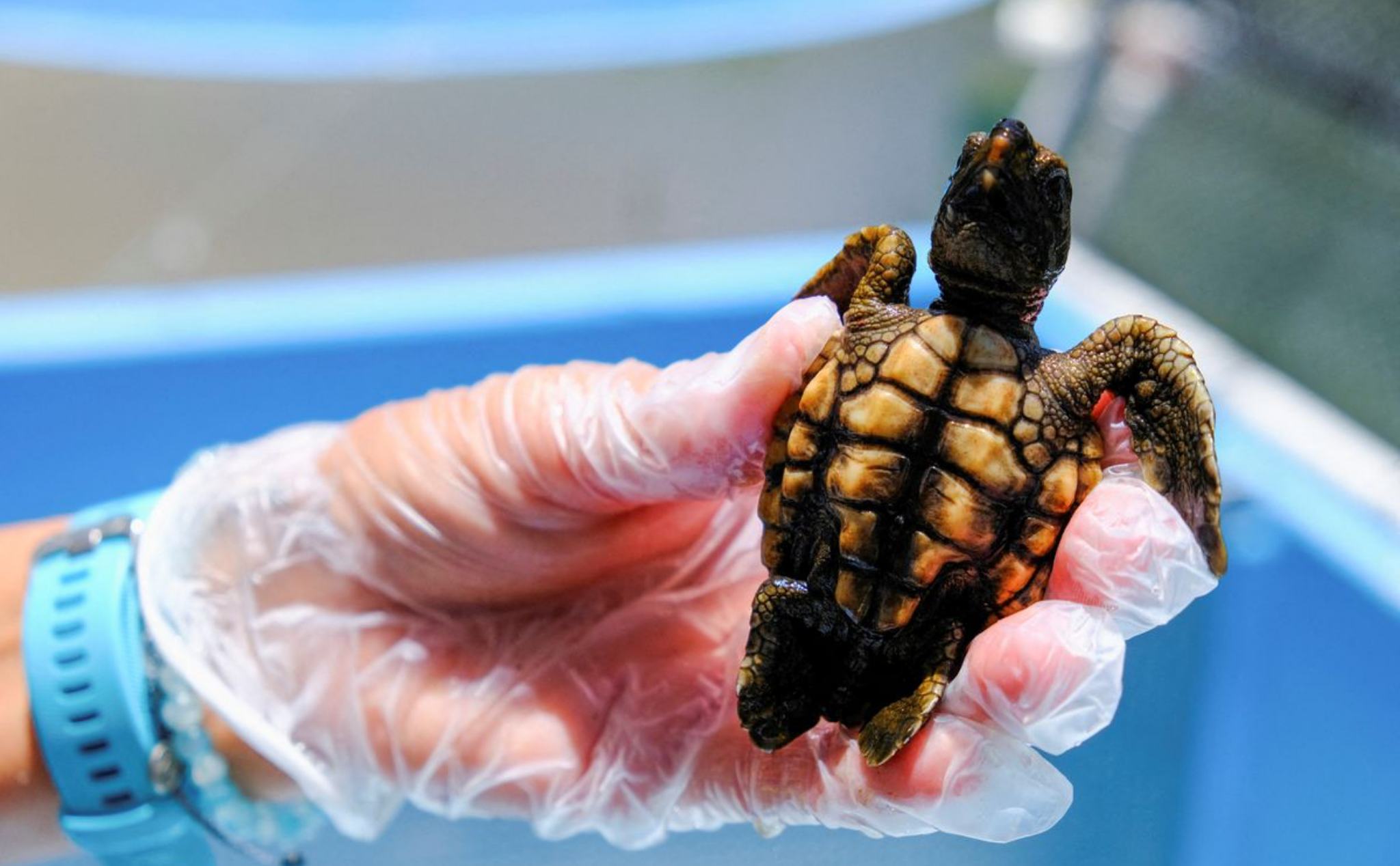 Hầu hết rùa biển mới sinh tại Florida đã chuyển thành rùa cái do nắng nóng