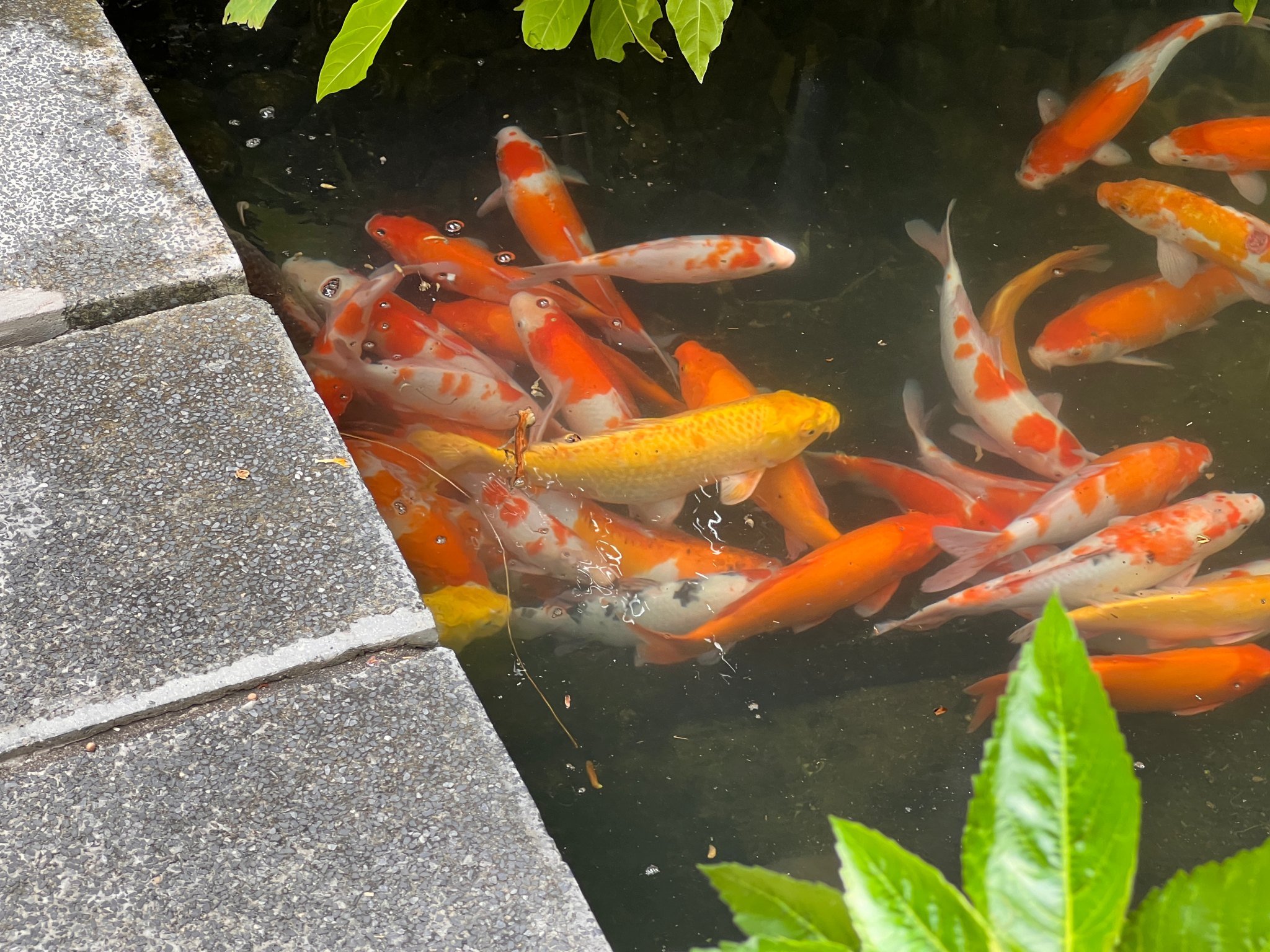 Koi fish at bamboo village.jpg