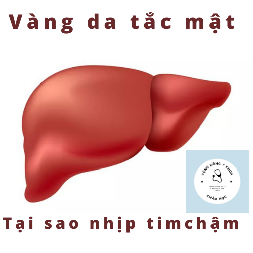 TẠI SAO VÀNG DA TẮC MẬT NHỊP TIM LẠI CHẬM