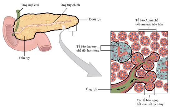 Trypsin, chymotrypsin, carboxypolypeptidase - tác dụng và cơ chế hoạt hóa