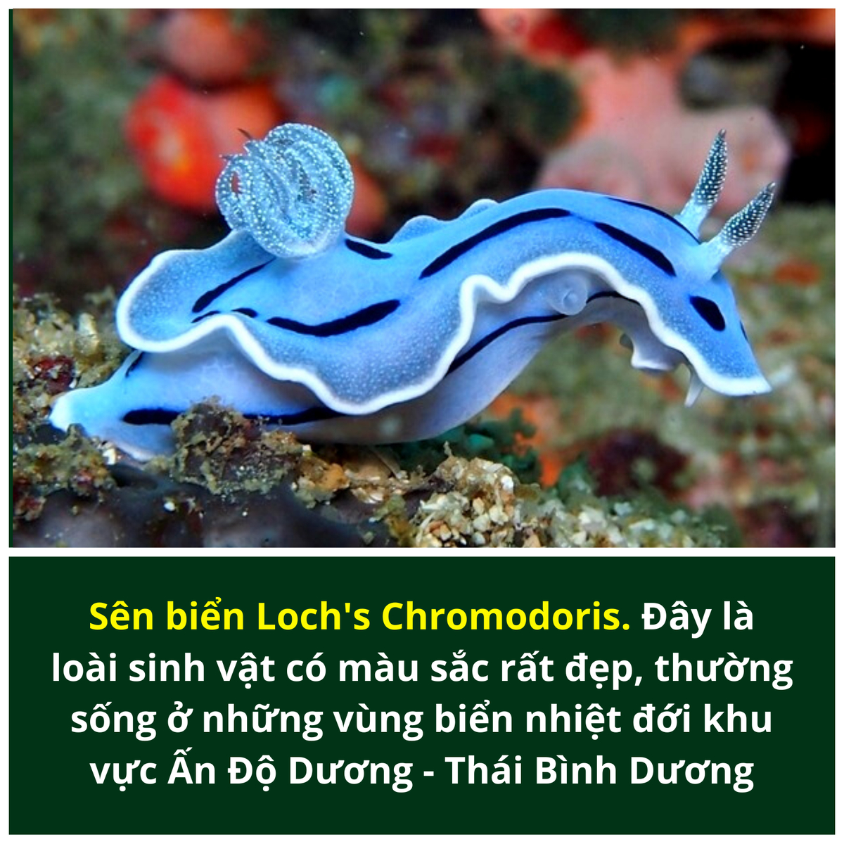 Sên biển Loch's Chromodoris