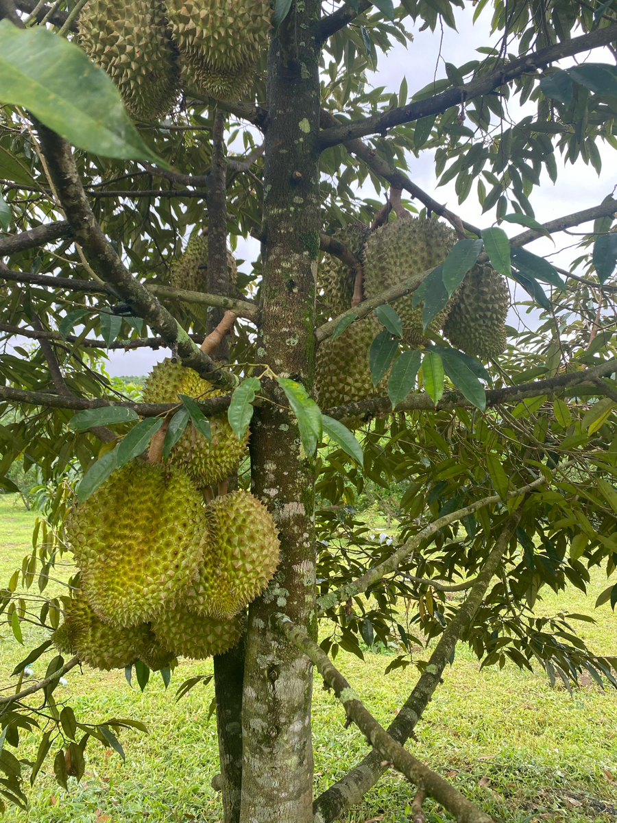 Thèm quá. Chờ mãi chưa chín