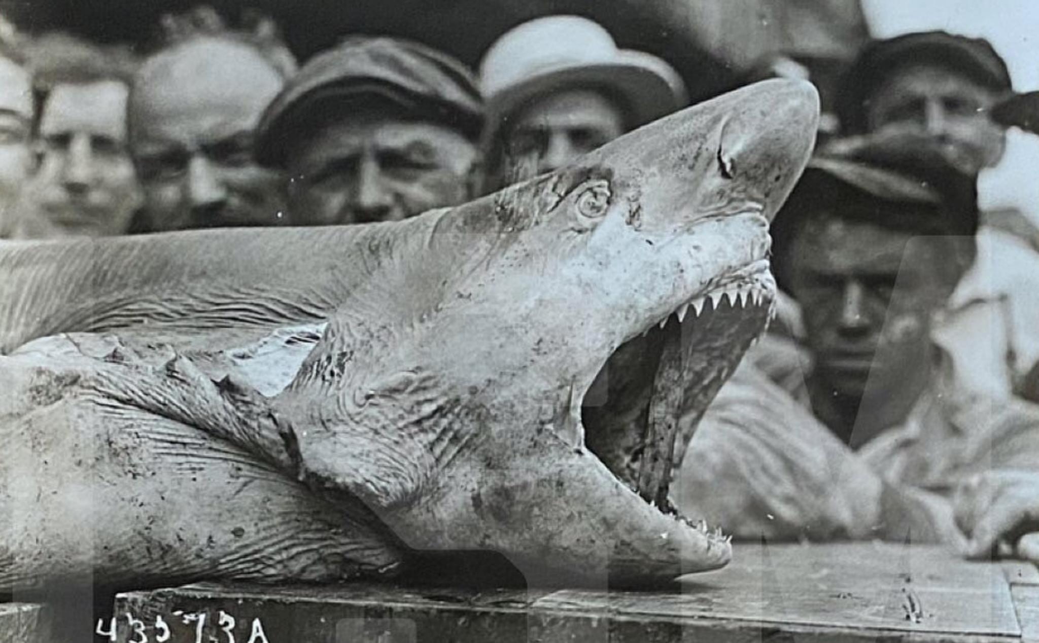 "12 ngày kinh hoàng" - cá mập ăn thịt người tại New Jersey và nguồn cảm hứng cho bộ phim Jaws
