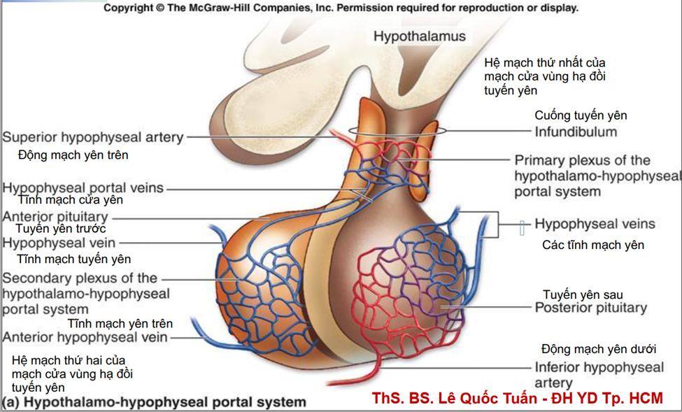 HỆ MẠCH MÁU VÙNG HẠ ĐỒI TUYẾN YÊN ❤