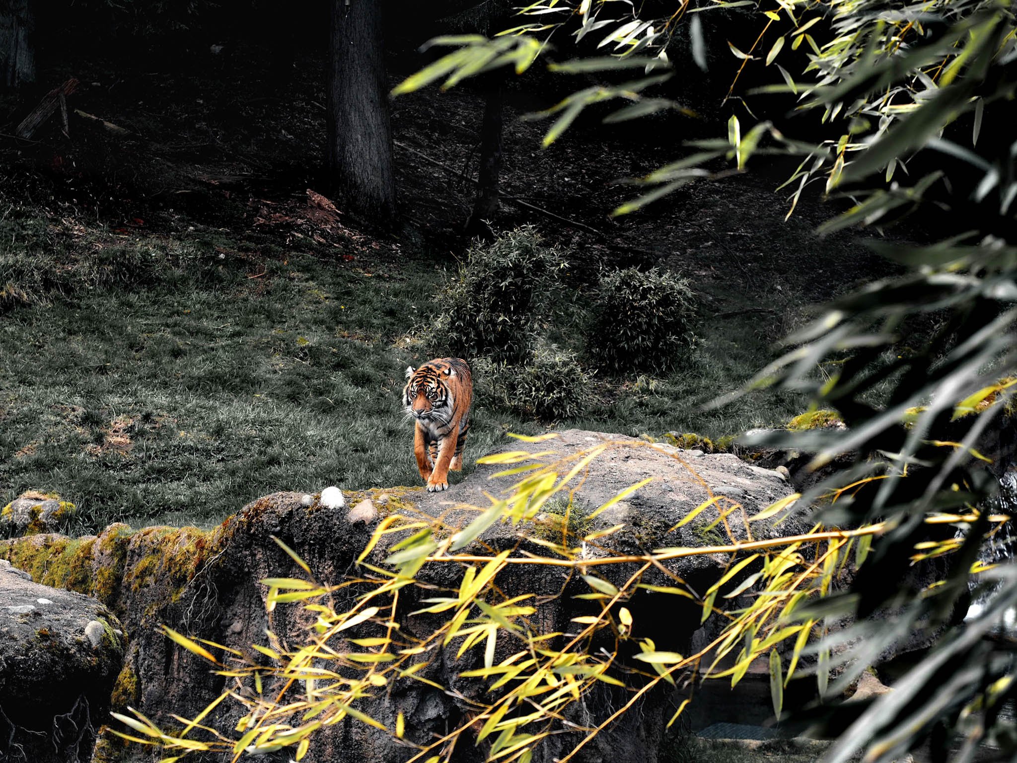 Số lượng hổ hoang dã ở Nepal đang nhiều nhất thế giới, nhưng rủi ro cũng tăng lên