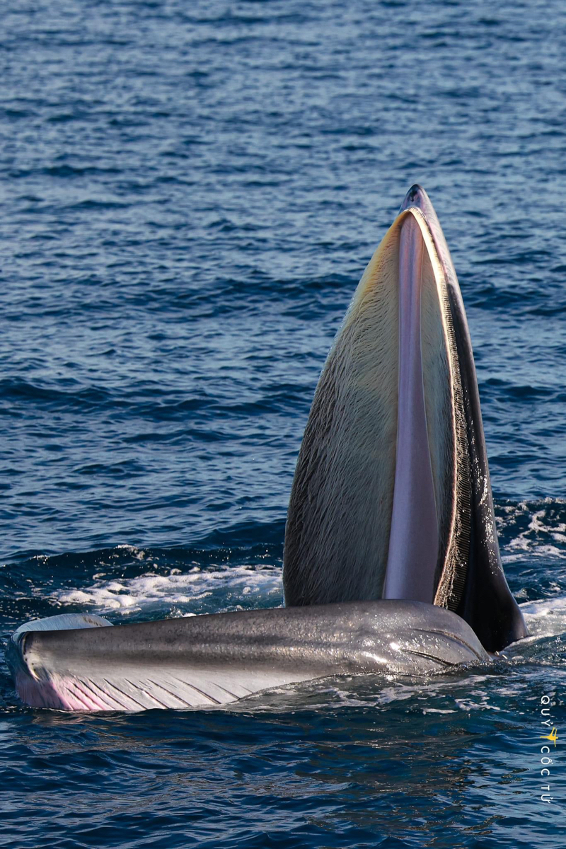 Hình ảnh cá voi xanh ở Đề Gi - Bình Định được chụp vào ngày 18/08/2022.