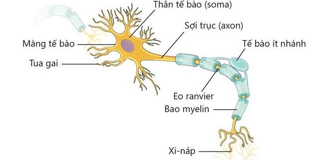 TẠI SAO TỔN THƯƠNG CÁC SỢI THẦN KINH NGOẠI BIÊN CÓ THỂ HỒI PHỤC ĐƯỢC NHƯNG TỔN THƯƠNG...