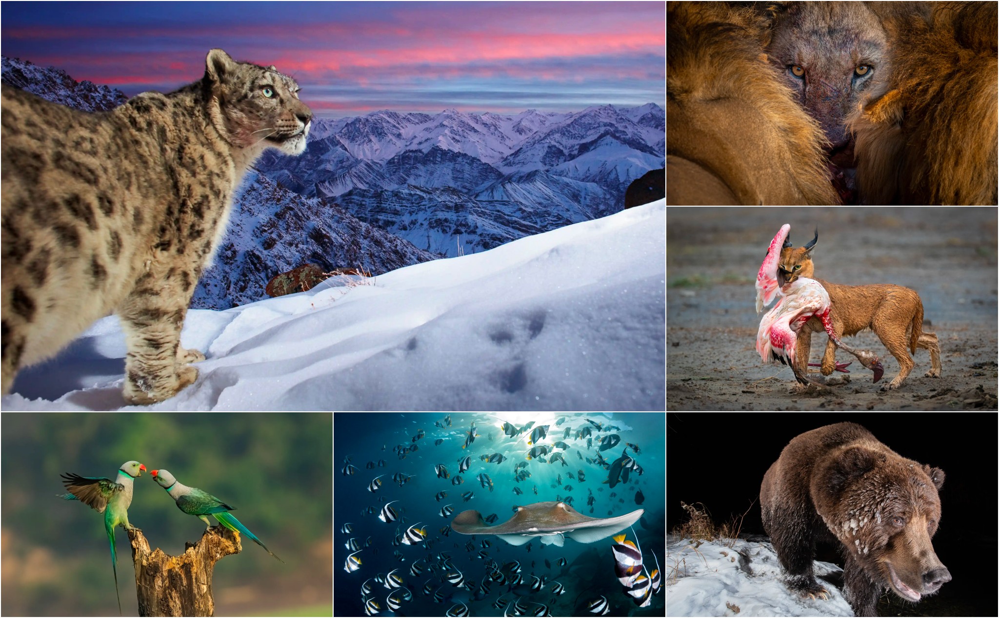 Mời anh em cùng xem một số hình ảnh đoạt giải Nature TTL Photographer of the Year 2022