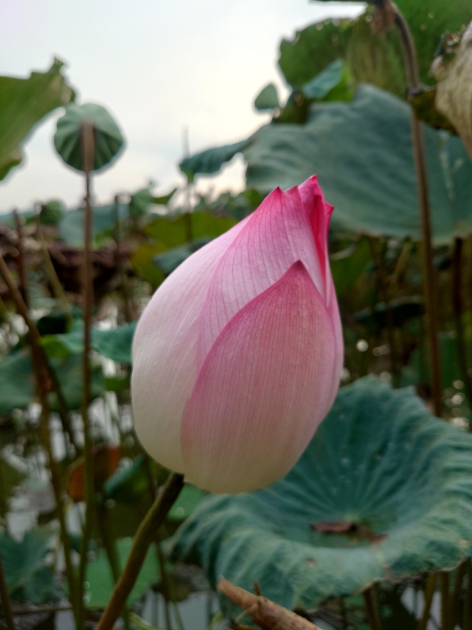 Gần bùn mà chẳng hôi tanh mùi bùn....