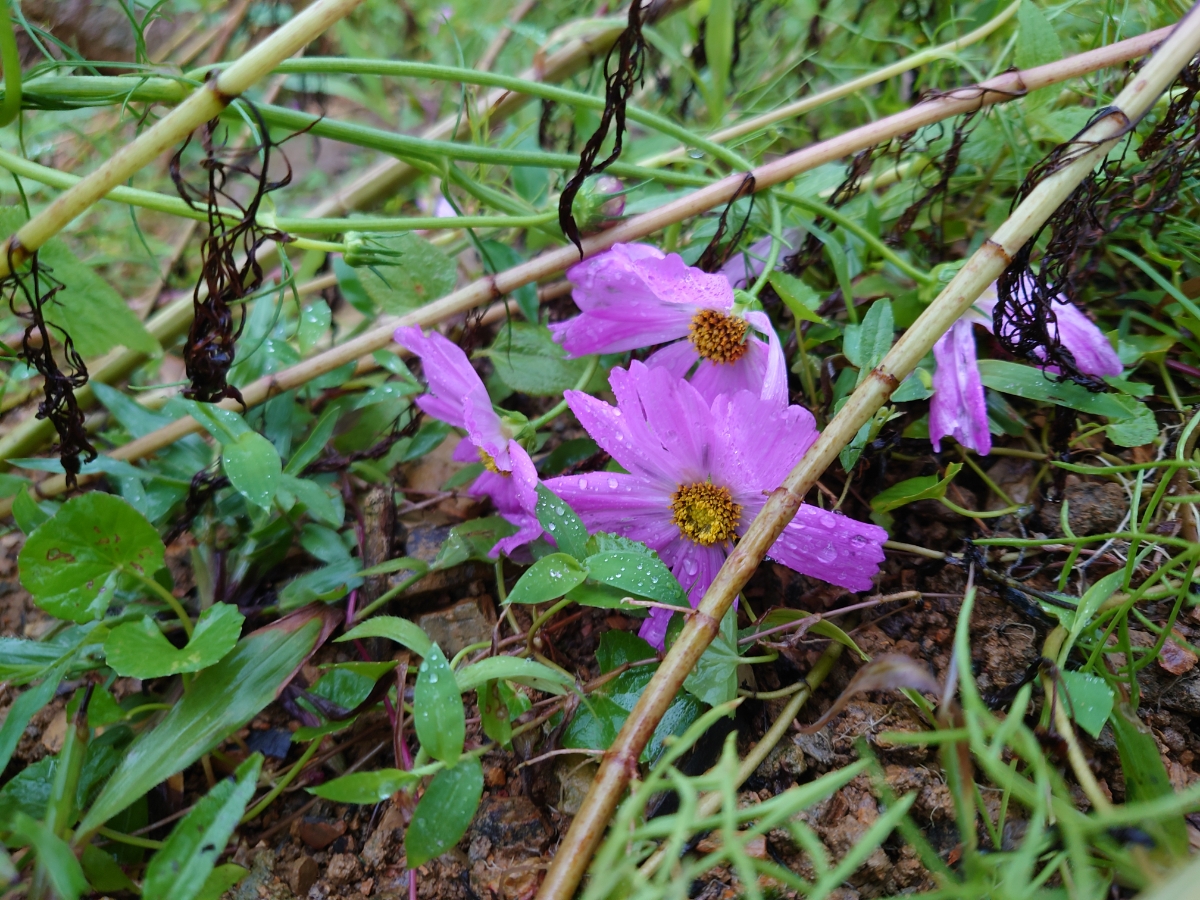 Hoa của tuii