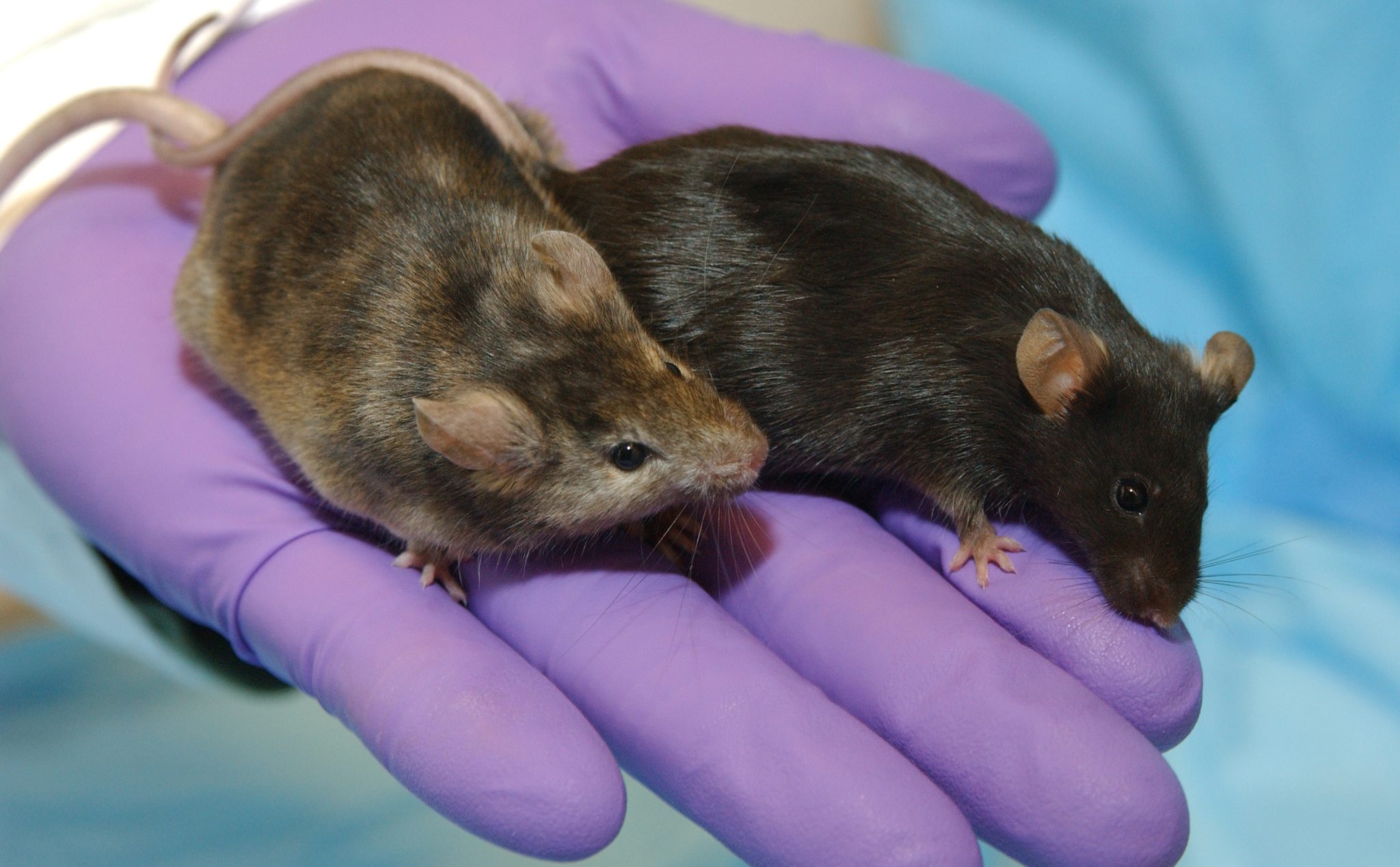 Chuột chỉnh sửa bộ gen đã được tạo ra, tương lai sẽ xuất hiện động vật chưa có trong tự nhiên?