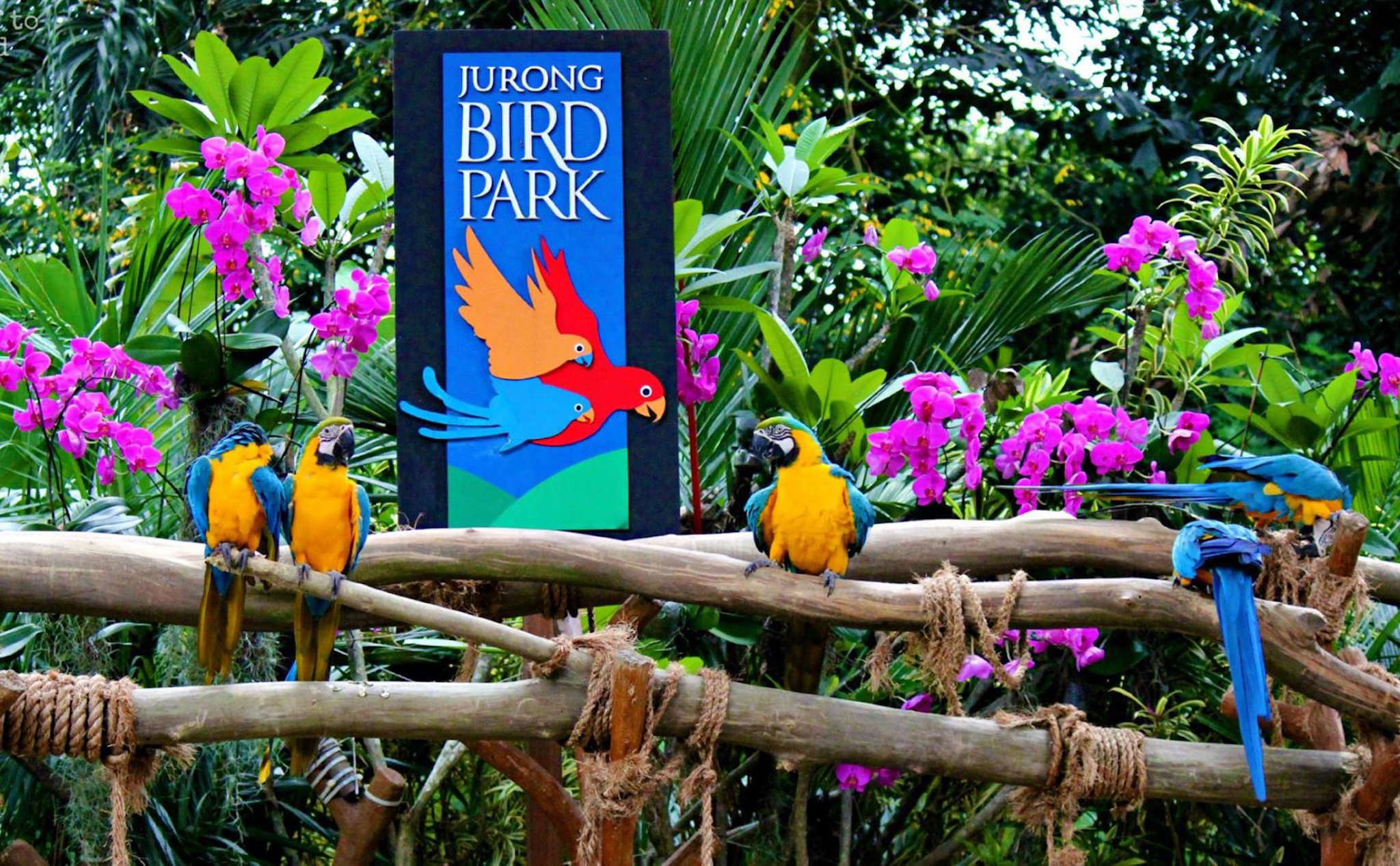 Sau 52 năm hoạt động, vườn chim lớn nhất châu Á - Jurong ở Singapore sắp đóng cửa