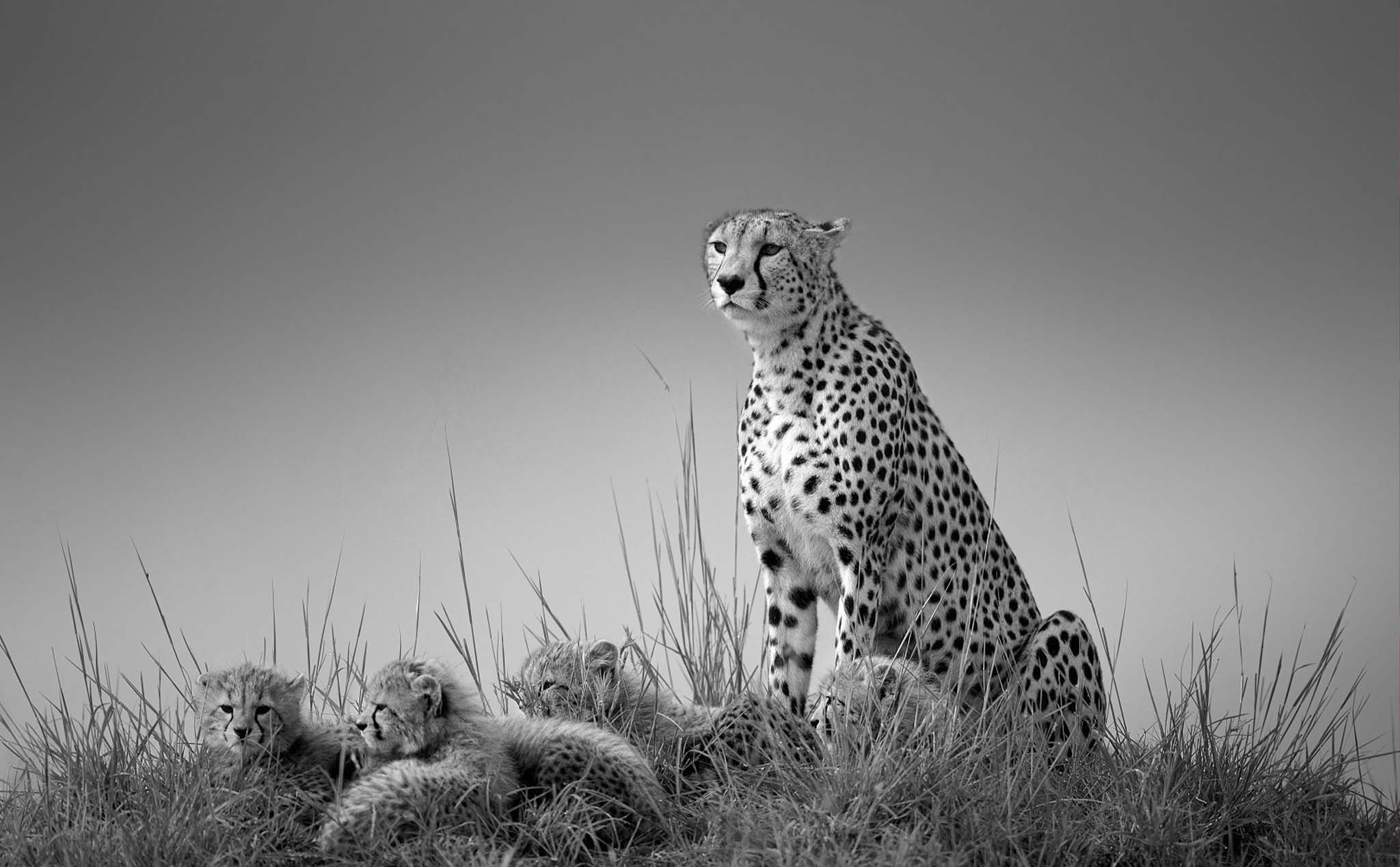 Những hình ảnh đoạt giải ở Giải thưởng ảnh đen trắng 2022 (Black and White Photo Award)