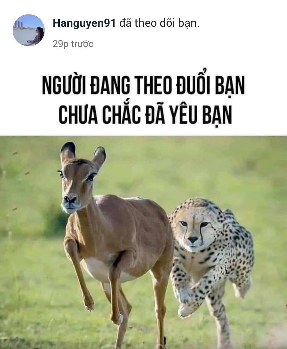 Úi giùi ui, mig được người đẹp theo dõi nè anh em ơi