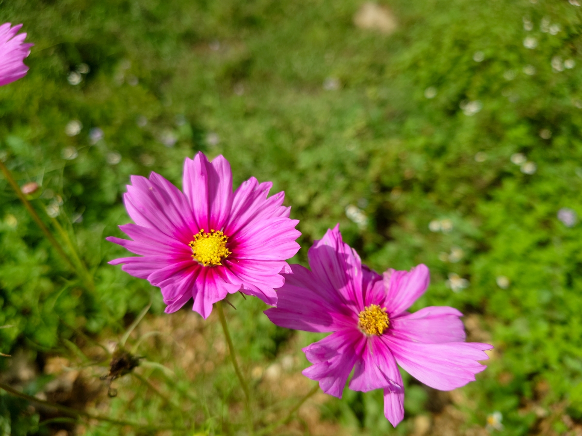 Chào buổi chiều.