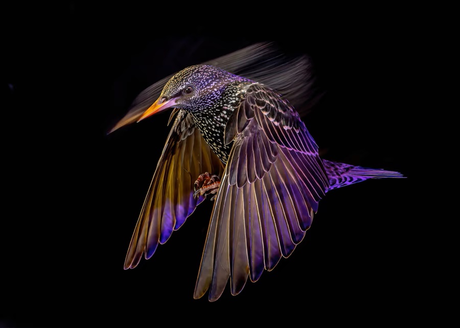 tinhte-bird-photographer-2022 (9).jpg