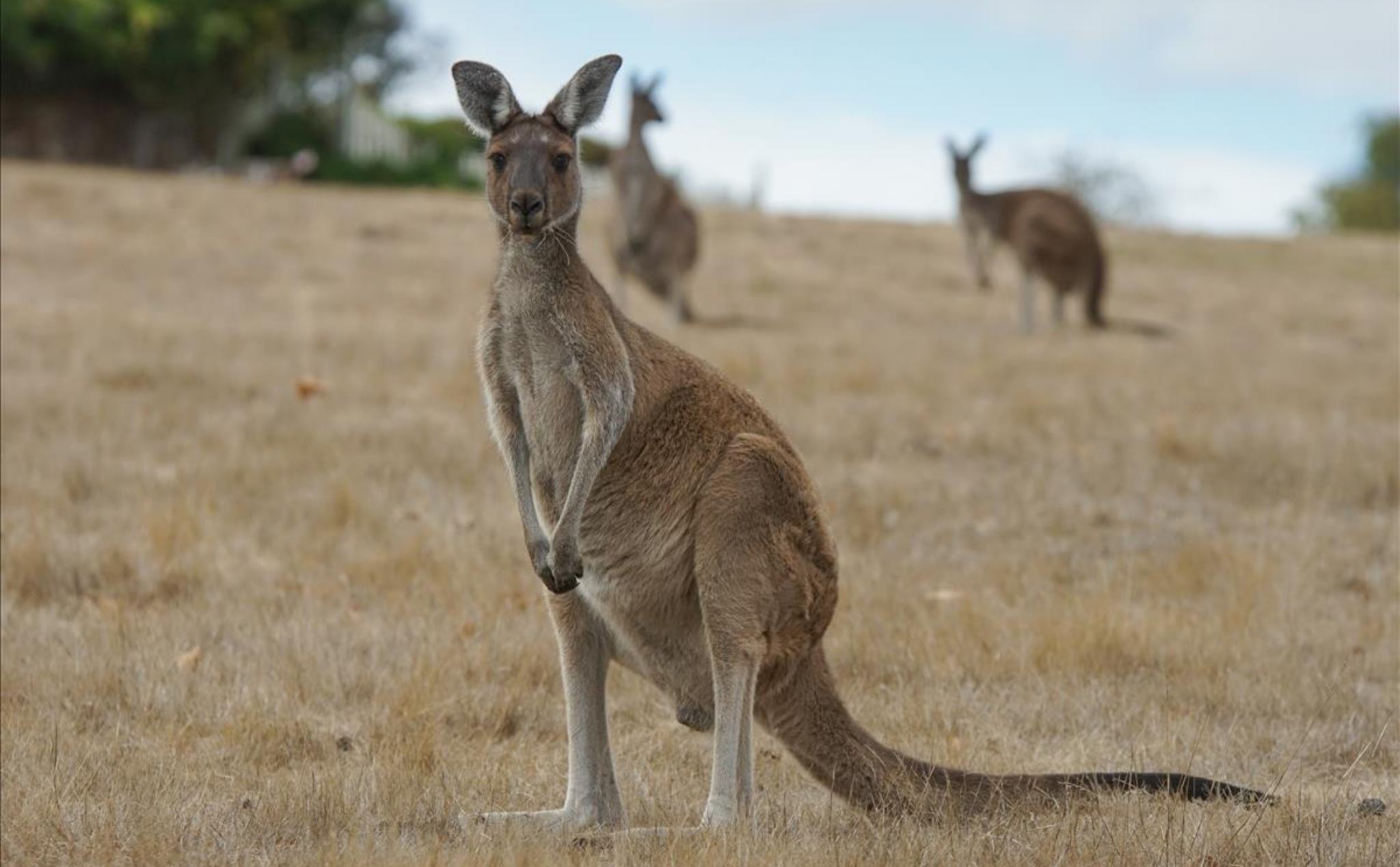 Lần đầu tiên sau 86 năm một người tại Australia tử vong vì bị kangaroo tấn công