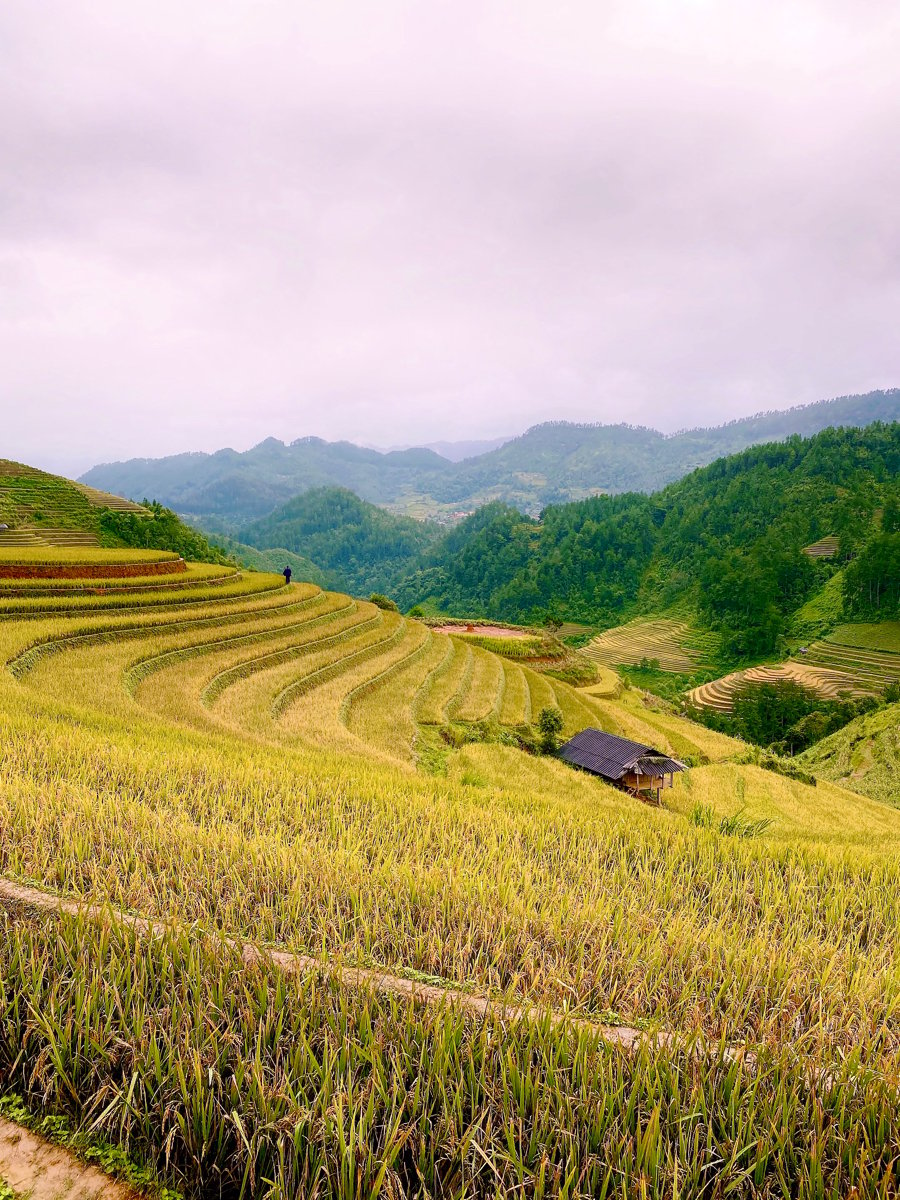 Ai đi ngắm lúa chung không nào….