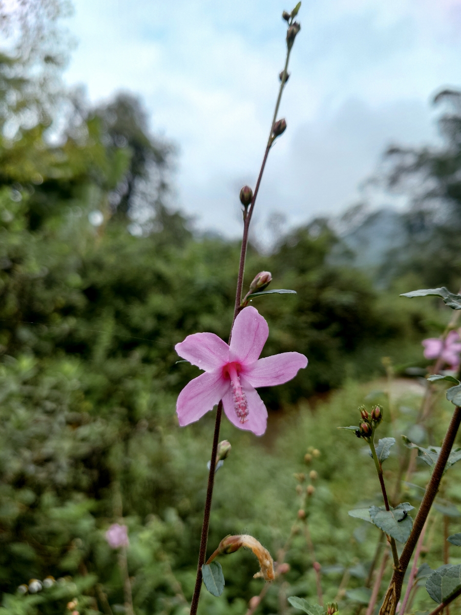 Hoa dại