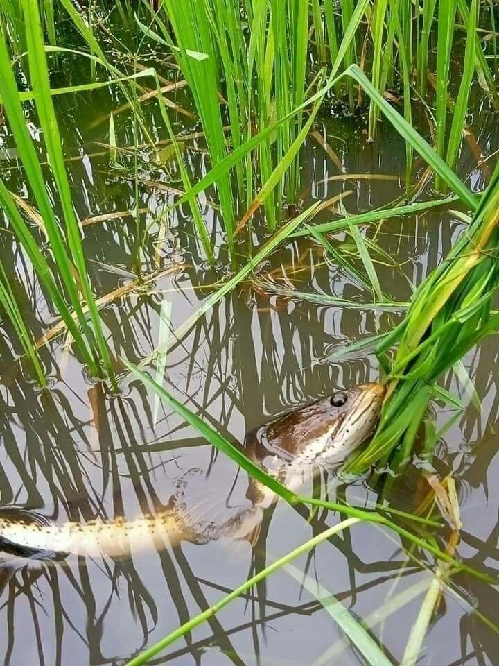 Lụm gạo...