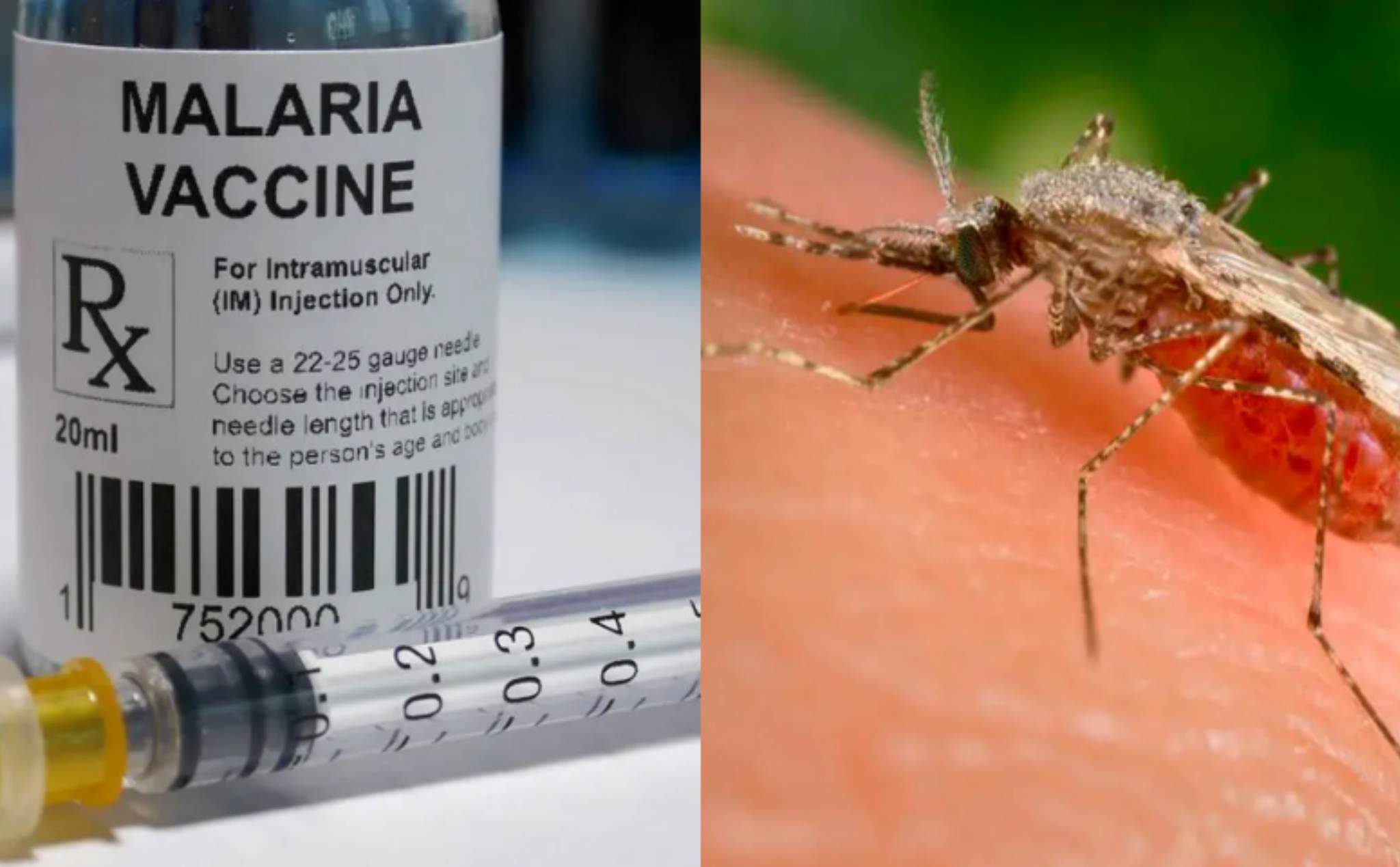 Các nhà khoa học thử nghiệm cách dùng muỗi biến đổi gen để chúng tự đi tiêm vaccine chống sốt rét